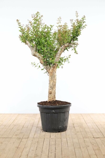 Granaatappelboom / Punica Granatum op stam 200-225 cm