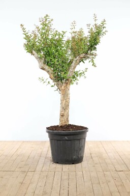 Granaatappelboom Punica Granatum Op stam 40-50 200-225 Pot Granaatappelboom / Punica Granatum op stam 200-225 cm