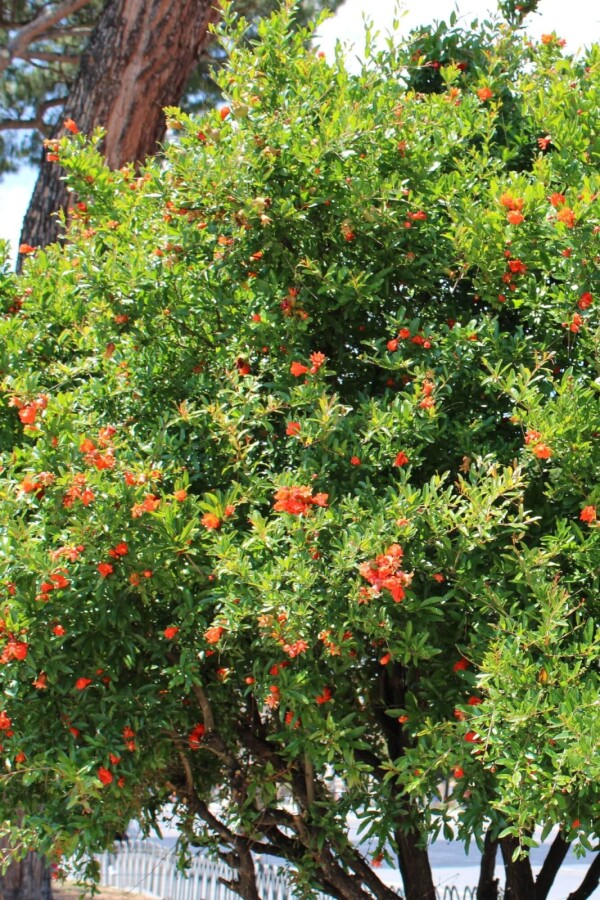 Granaatappelboom – Punica Granatum – Prachtige Fruitboom, Niet Wintergroen, Ideaal Voor In De Tuin Of Als Grote Potplant