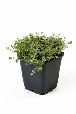 Stekelnootje Acaena buchananii 5-10 Pot P9 Acaena buchananii