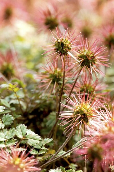 Stekelnootje Acaena magellanica 5-10 Pot P9 Acaena magellanica