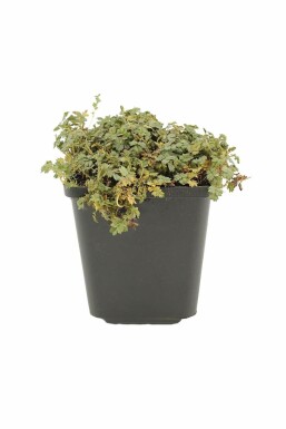 Stekelnootje Acaena magellanica 5-10 Pot P9 Acaena magellanica