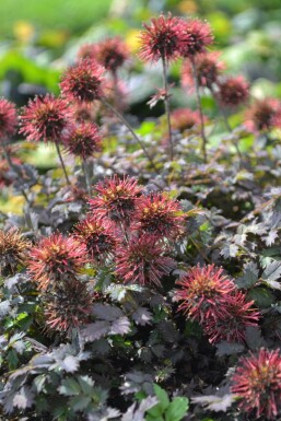 Stekelnootje Acaena microphylla 'Kupferteppich' 5-10 Pot P9