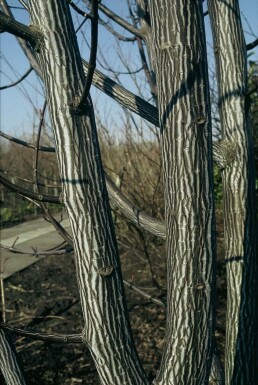 Chinese esdoorn Acer davidii Struik 60-80 Pot C10 Acer davidii struik 60-80 cm