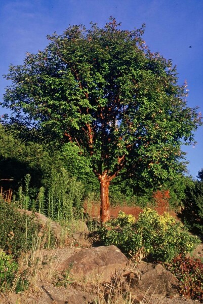 Papieresdoorn Acer griseum Struik 100-125 Pot C12 Acer griseum struik 100-125 cm