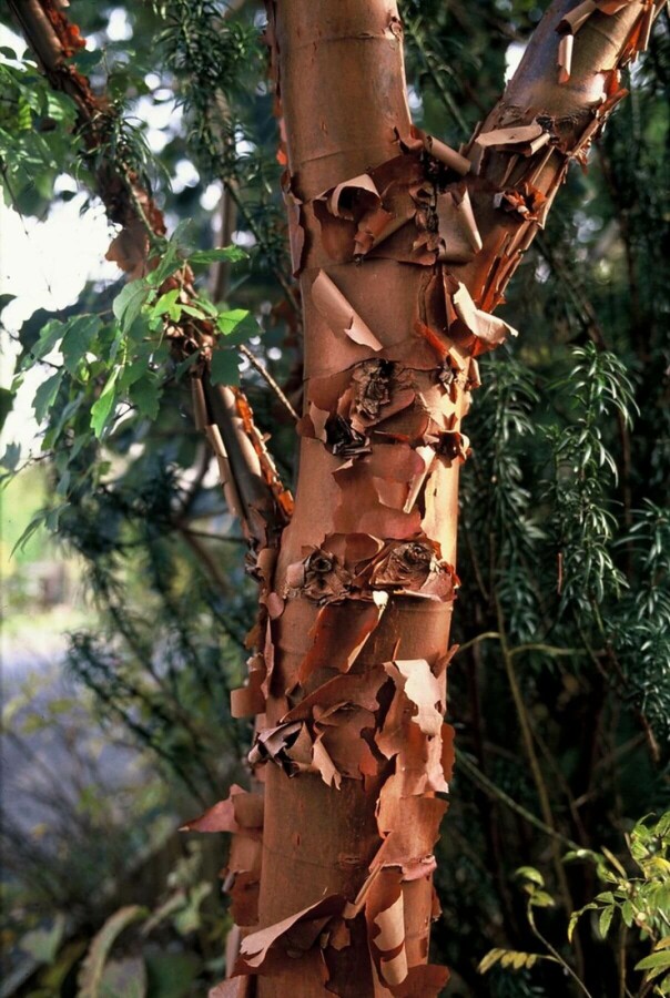 Papieresdoorn Acer griseum Struik 100-125 Pot C12 Acer griseum struik 100-125 cm