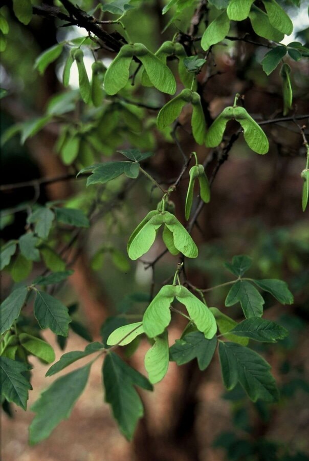 Papieresdoorn Acer griseum Struik 40-50 Pot C3 Acer griseum struik 50-60 cm