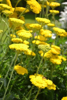 Duizendblad Achillea filipendulina 'Cloth of Gold' 10-15 Pot C2 Achillea filipendulina 'Cloth of Gold'