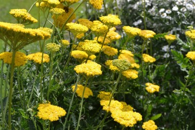 Duizendblad Achillea filipendulina 'Cloth of Gold' 10-15 Pot C2 Achillea filipendulina 'Cloth of Gold'