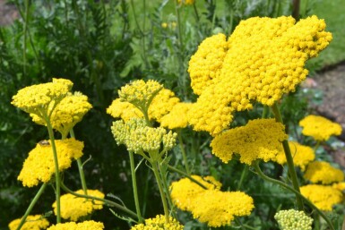 Duizendblad Achillea filipendulina 'Cloth of Gold' 10-15 Pot C2 Achillea filipendulina 'Cloth of Gold'