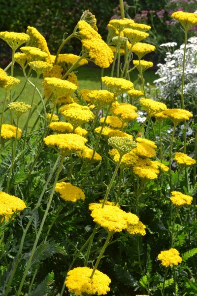 Duizendblad Achillea filipendulina 'Cloth of Gold' 10-15 Pot C2 Achillea filipendulina 'Cloth of Gold'