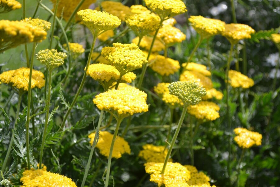 Duizendblad Achillea filipendulina 'Cloth of Gold' 10-15 Pot C2 Achillea filipendulina 'Cloth of Gold'