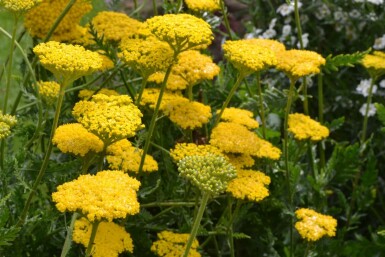 Duizendblad Achillea filipendulina 'Cloth of Gold' 10-15 Pot C2 Achillea filipendulina 'Cloth of Gold'