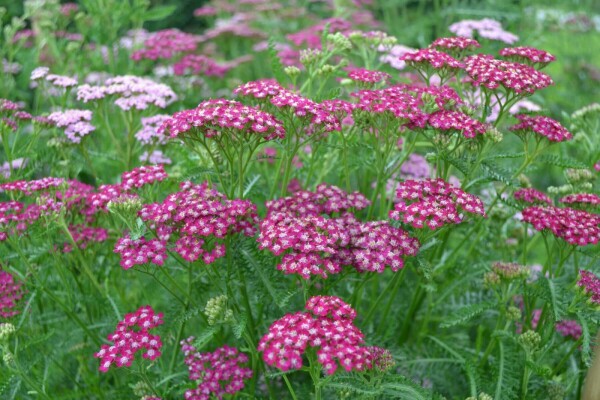 Duizendblad Achillea millefolium 'Cerise Queen' 10-15 Pot C2 Achillea millefolium 'Cerise Queen'