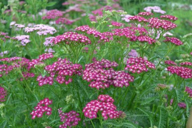 Duizendblad Achillea millefolium 'Cerise Queen' 10-15 Pot C2 Achillea millefolium 'Cerise Queen'