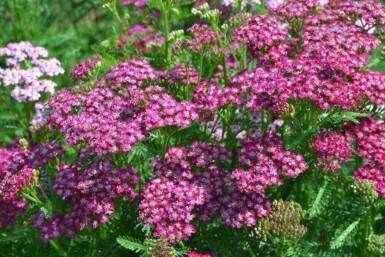 Duizendblad Achillea millefolium 'Cerise Queen' 10-15 Pot C2 Achillea millefolium 'Cerise Queen'