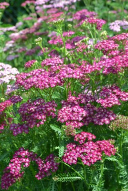 Duizendblad Achillea millefolium 'Cerise Queen' 10-15 Pot C2 Achillea millefolium 'Cerise Queen'