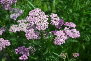 Duizendblad Achillea millefolium 'Cerise Queen' 10-15 Pot C2 Achillea millefolium 'Cerise Queen'