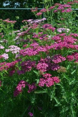 Duizendblad Achillea millefolium 'Cerise Queen' 10-15 Pot C2 Achillea millefolium 'Cerise Queen'