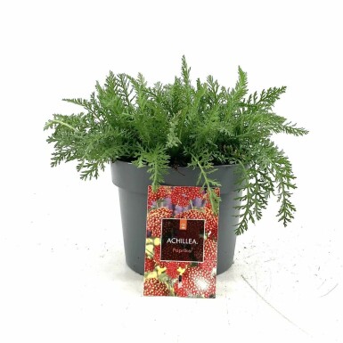 Duizendblad Achillea millefolium 'Paprika' 10-15 Pot C2 Achillea millefolium 'Paprika'