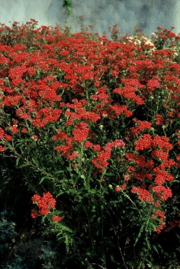 Duizendblad Achillea millefolium 'Paprika' 5-10 Pot P9