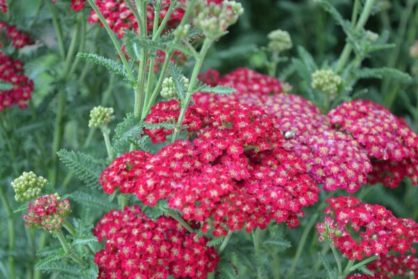 Duizendblad Achillea millefolium 'Red Velvet' 5-10 Pot P9