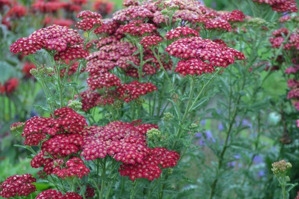 Duizendblad Achillea millefolium 'Red Velvet' 5-10 Pot P9
