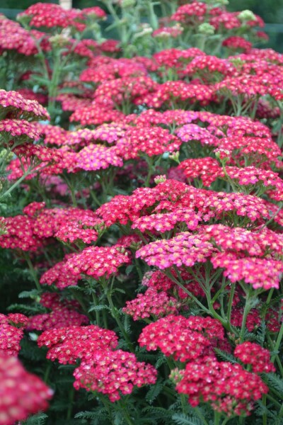 Duizendblad Achillea millefolium 'Red Velvet' 5-10 Pot P9 Achillea millefolium 'Red Velvet'