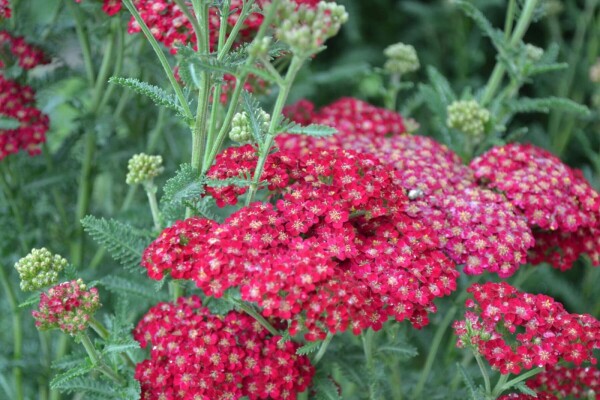 Duizendblad Achillea millefolium 'Red Velvet' 5-10 Pot P9