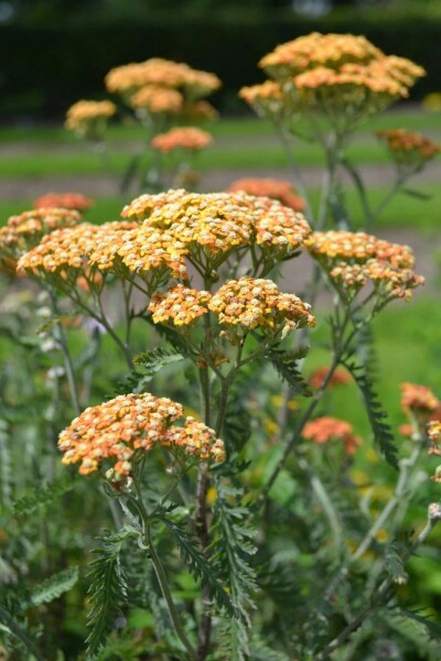 Duizendblad Achillea millefolium 'Terracotta' 10-15 Pot C2 Achillea millefolium 'Terracotta'