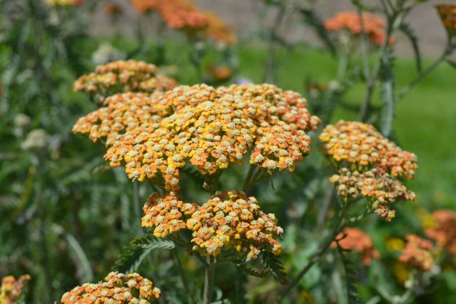 Duizendblad Achillea millefolium 'Terracotta' 10-15 Pot C2 Achillea millefolium 'Terracotta'