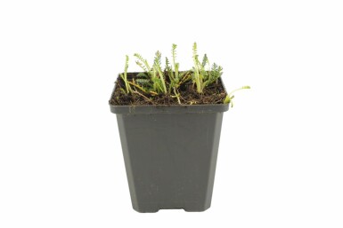 Duizendblad Achillea millefolium 'Walther Funcke' 5-10 Pot P9 Achillea millefolium 'Walther Funcke'