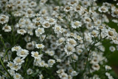 Duizendblad Achillea ptarmica 'The Pearl' 5-10 Pot P9 Achillea ptarmica 'The Pearl'