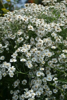 Duizendblad Achillea ptarmica 'The Pearl' 5-10 Pot P9 Achillea ptarmica 'The Pearl'