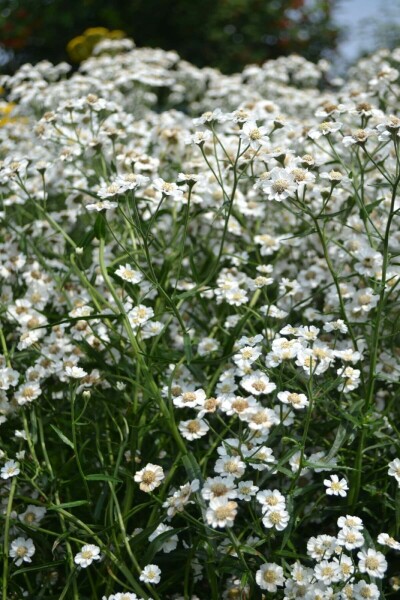 Duizendblad Achillea ptarmica 'The Pearl' 5-10 Pot P9 Achillea ptarmica 'The Pearl'