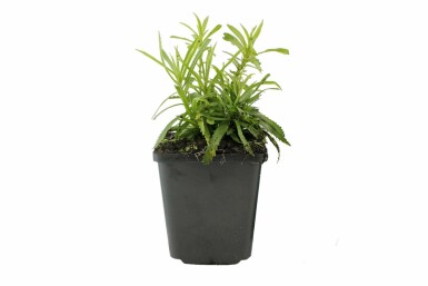 Duizendblad Achillea ptarmica 'The Pearl' 5-10 Pot P9 Achillea ptarmica 'The Pearl'