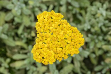 Duizendblad Achillea tomentosa 5-10 Pot P9