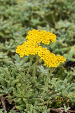 Achillea tomentosa