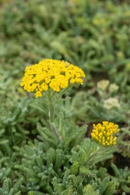 Duizendblad Achillea tomentosa 5-10 Pot P9