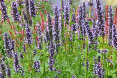 Dropplant Agastache 'Black Adder' 5-10 Pot P9