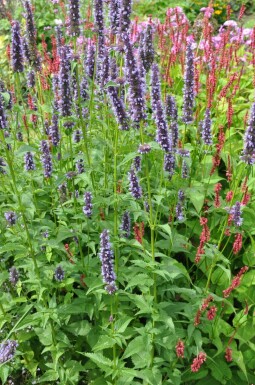 Dropplant Agastache 'Black Adder' 5-10 Pot P9 Agastache 'Black Adder'