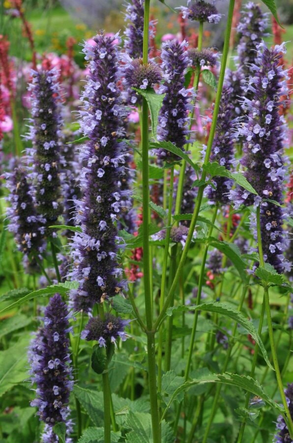 Dropplant Agastache 'Black Adder' 5-10 Pot P9 Agastache 'Black Adder'