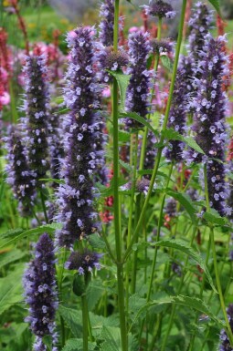 Dropplant Agastache 'Black Adder' 5-10 Pot P9