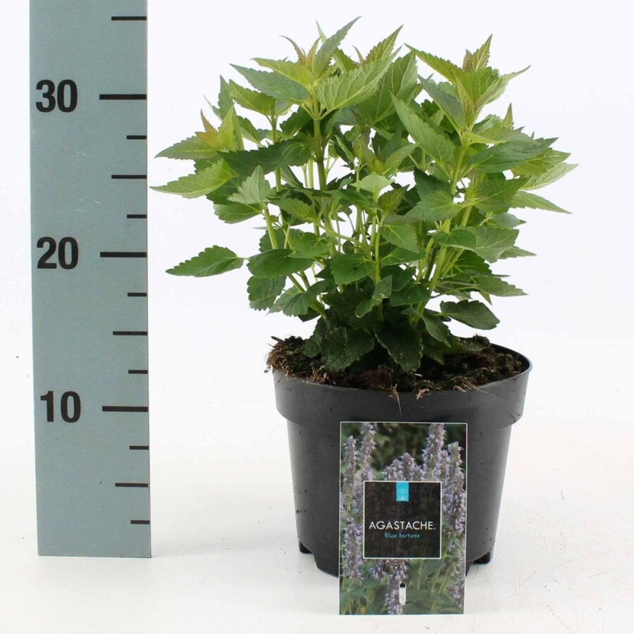 Dropplant Agastache 'Blue Fortune' 10-15 Pot C2 Agastache 'Blue Fortune'