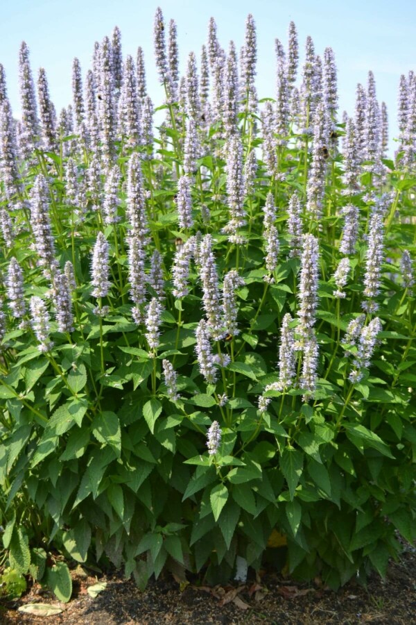 Dropplant Agastache 'Blue Fortune' 10-15 Pot C2 Agastache 'Blue Fortune'