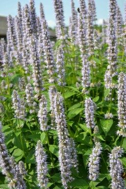 Dropplant Agastache 'Blue Fortune' 10-15 Pot C2 Agastache 'Blue Fortune'