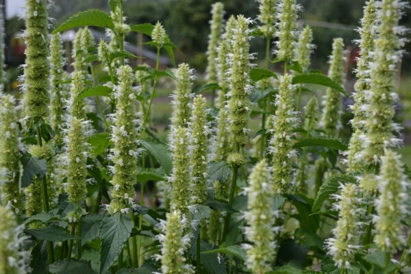 Dropplant Agastache rugosa 'Alabaster' 5-10 Pot P9