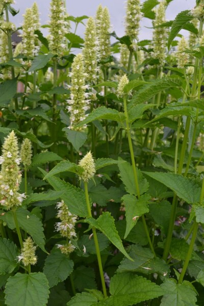 Dropplant Agastache rugosa 'Alabaster' 5-10 Pot P9