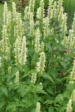 Dropplant Agastache rugosa 'Alabaster' 5-10 Pot P9 Agastache rugosa 'Alabaster'