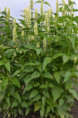 Dropplant Agastache rugosa 'Alabaster' 5-10 Pot P9